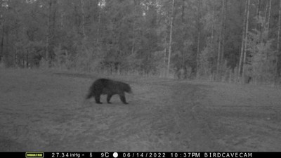 再一隻黑熊(好多隻)。