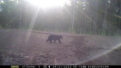 最常出現在後院的黑熊先生，這時候的熊排遺也是路上輕易可見。