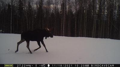 巨大到令人敬畏的 moose (抖抖抖)，已經可以列為我目前最不想在野外遇到的大型哺乳動物了。