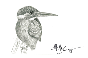972_0_20200309 common kingfisher.png
