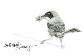 972_0_20200309 long-tailed shrike.png