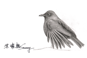 972_0_20200822 Taiwan laughing thrush.png