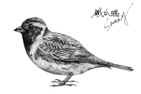 993_1_20170228 lapland longspur.png