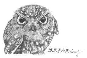 995_0_20150827 little owl.png