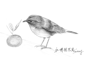 995_1_20141123 missing bird.png