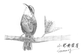 997_0_20140403 Taiwan scimitar-babbler.png