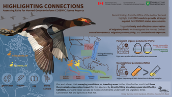 986_horned_grebe_infographic_v3.png