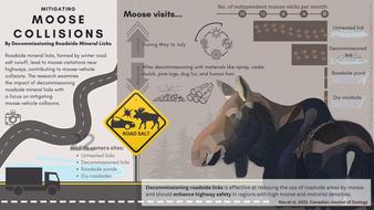 994_20240121_moose_vehicle_collision_v3.jpg
