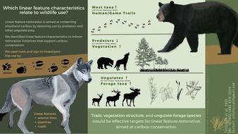 999_20230412_Infographic linear feature by Erin_v3.jpg