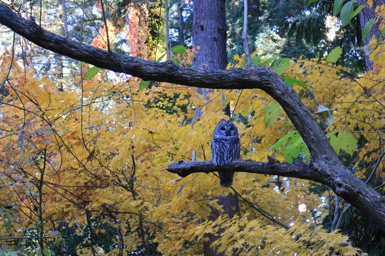 Turning Recordings to Ecological Inferences (PhD project)