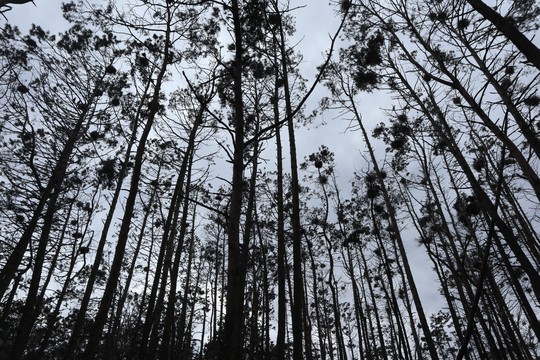 Avian Acoustic Monitoring in Lithuania